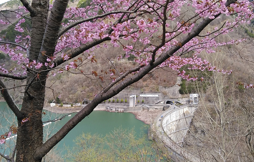 本市特別天然記念物「御殿桜」