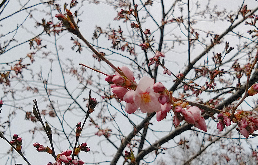 白骨温泉 山桜の花